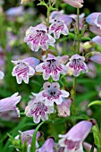 Penstemon Stapleford Gem in bloom in a garden