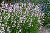 Penstemon Stapleford Gem in bloom in a garden