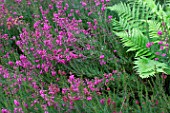 Erica herbacea Rosantha in bloom in a garden