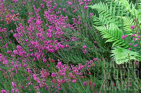 Erica_herbacea_Rosantha_in_bloom_in_a_garden