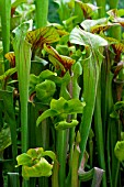 Sarracenia (Pitcherplant) in bloom in a garden