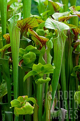 Sarracenia_Pitcherplant_in_bloom_in_a_garden