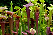 Sarracenia (Pitcherplant) in bloom in a garden