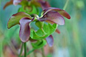 Sarracenia (Pitcherplant) in bloom in a garden