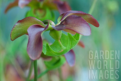 Sarracenia_Pitcherplant_in_bloom_in_a_garden
