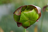 Sarracenia (Pitcherplant) in bloom in a garden