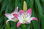 Lilium Lollypop in bloom in a garden