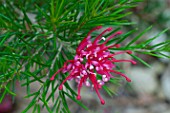 Grevillea rosmarinifolia in bloom in a garden