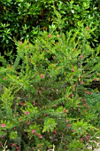 Grevillea rosmarinifolia in bloom in a garden