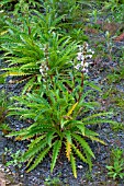 Morina (Long-leaved whorlflower) in bloom in a garden