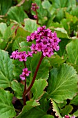 Bergenia Sunningdale in bloom in a garden