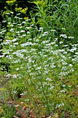 Coriandrum sativum (Coriander) in bloom in a garden