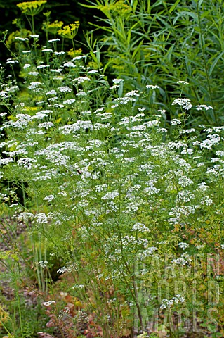 Coriandrum_sativum_Coriander_in_bloom_in_a_garden