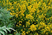 Genista tinctoria (Dyers broom) in bloom in a garden