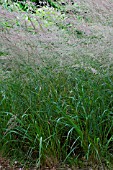 Calamagrostis in bloom in a garden