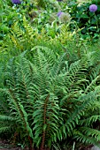 Polystichum setiferum (Soft shield fern) in a garden