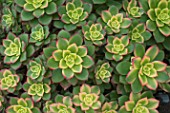 Aeonium Variegata