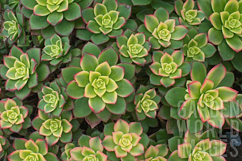 Aeonium_Variegata