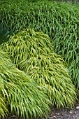 Hakonechloa macra Alba Aurea in a garden