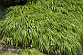 Hakonechloa macra Alba Aurea in a garden