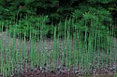 Equisetum