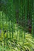 Equisetum