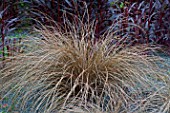 Carex (sedge) in a garden