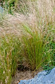 Stipa tenuifolia in a garden