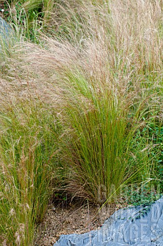 Stipa_tenuifolia_in_a_garden