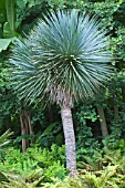 Yucca rostrata as tree in a garden