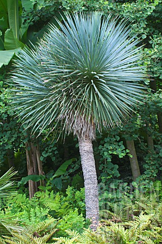 Yucca_rostrata_as_tree_in_a_garden