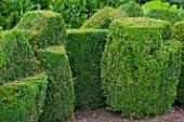 Buxus sempervirens (Common box) topiaries in a garden