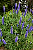 Echium in bloom