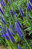 Echium in bloom