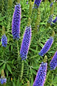 Echium in bloom