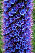 Echium in bloom