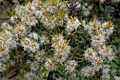 Needlebush in bloom in a garden