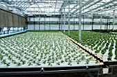 Vegetable seedlings. Lufa Farms. Montreal. Province of Quebec. Canada