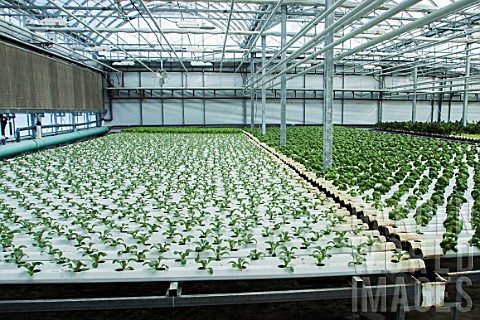 Vegetable_seedlings_Lufa_Farms_Montreal_Province_of_Quebec_Canada