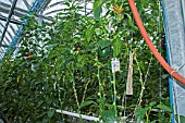 Peppers cultivation in hydroponics room. Lufa Farms. Montreal. Province of Quebec. Canada