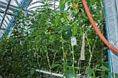 Peppers cultivation in hydroponics room. Lufa Farms. Montreal. Province of Quebec. Canada