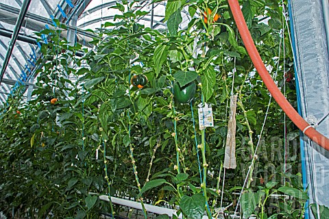 Peppers_cultivation_in_hydroponics_room_Lufa_Farms_Montreal_Province_of_Quebec_Canada