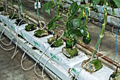 Pickles cultivation in hydroponics room. Lufa Farms. Montreal. Province of Quebec. Canada