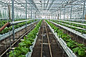 Pickles culture in hydroponics room. Lufa Farms. Montreal. Province of Quebec. Canada