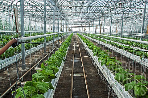 Pickles_culture_in_hydroponics_room_Lufa_Farms_Montreal_Province_of_Quebec_Canada