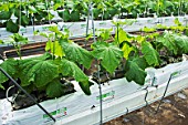 Pickles cultivation in hydroponics room. Lufa Farms. Montreal. Province of Quebec. Canada