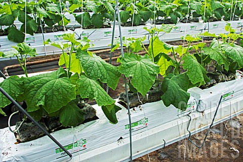 Pickles_cultivation_in_hydroponics_room_Lufa_Farms_Montreal_Province_of_Quebec_Canada