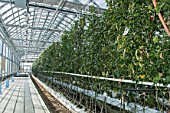 Jalapeno chili peppers in culture in hydroponics room. Lufa Farms. Montreal. Province of Quebec. Canada