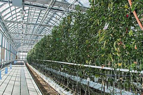Jalapeno_chili_peppers_in_culture_in_hydroponics_room_Lufa_Farms_Montreal_Province_of_Quebec_Canada