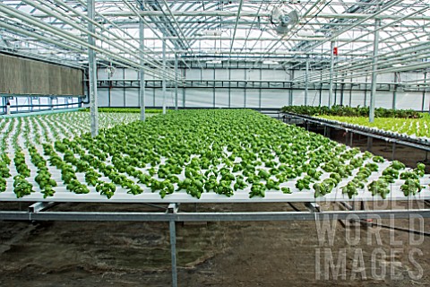 Vegetable_seedlings_Lufa_Farms_Montreal_Province_of_Quebec_Canada